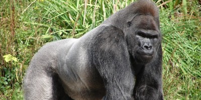 Gorilla