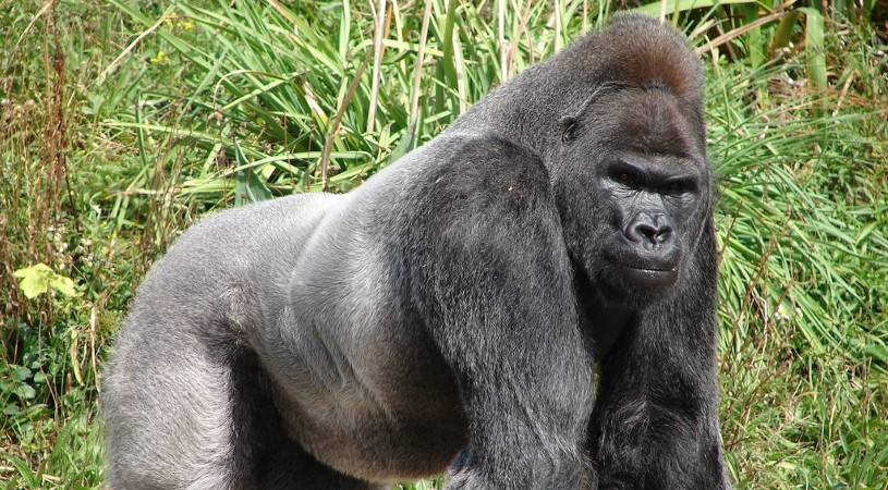 Gorilla