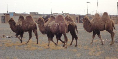 Camels