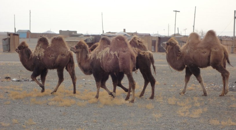 Camels