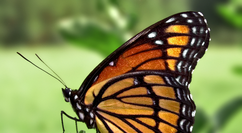 Viceroy Butterfly